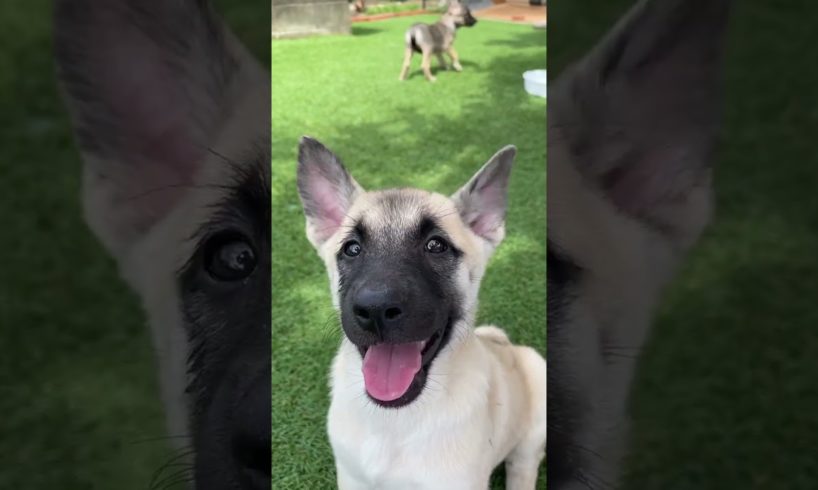 Cute puppies on a refreshing summer day 😍　#shorts #straydogs #dogrescue #cutedog  #dog #puppy